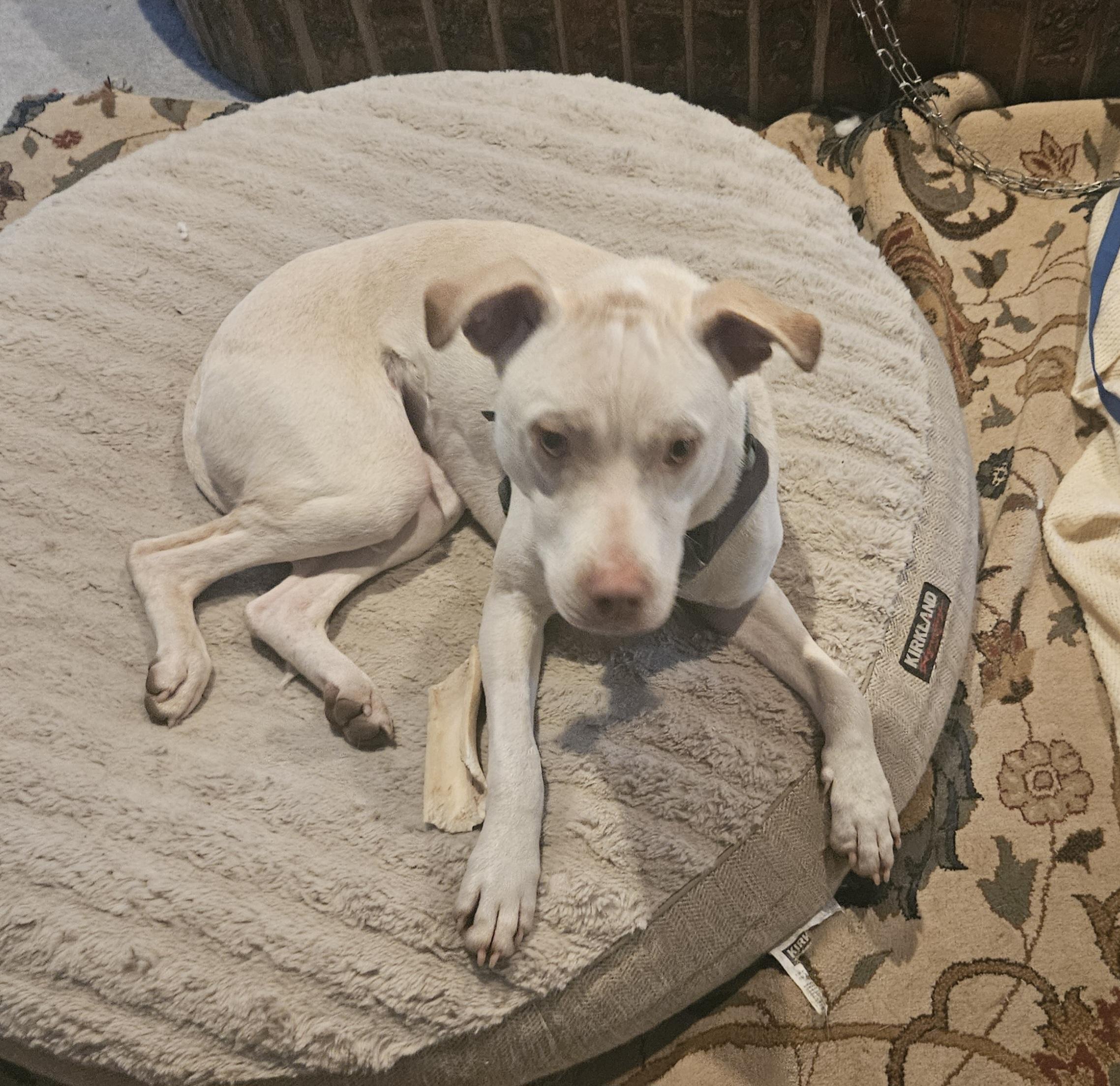 Conde, Adoptable, Young Male Mixed Breed.