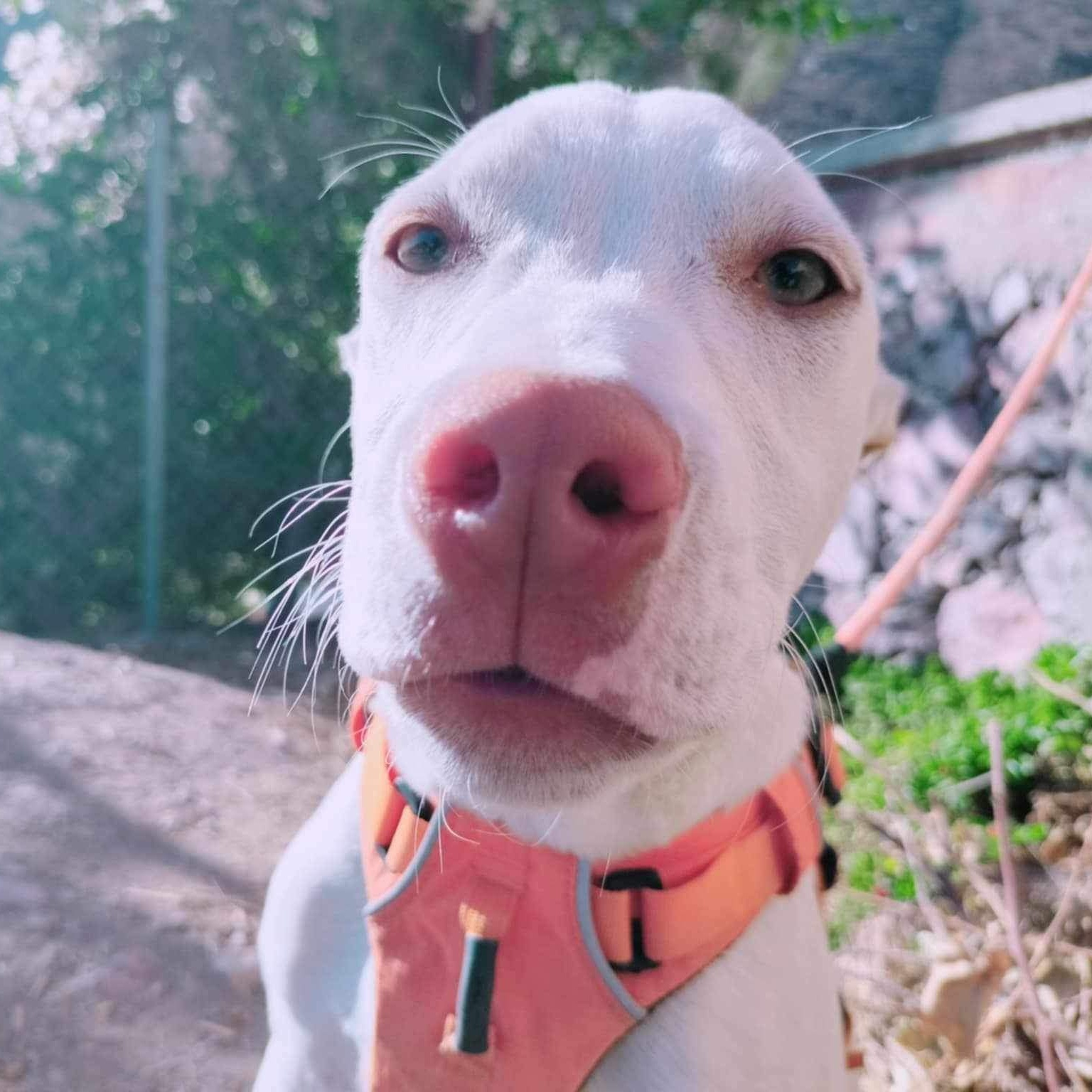 Enlarge Conde, a Adoptable Mixed Breed in Puyallup, WA image 6/6