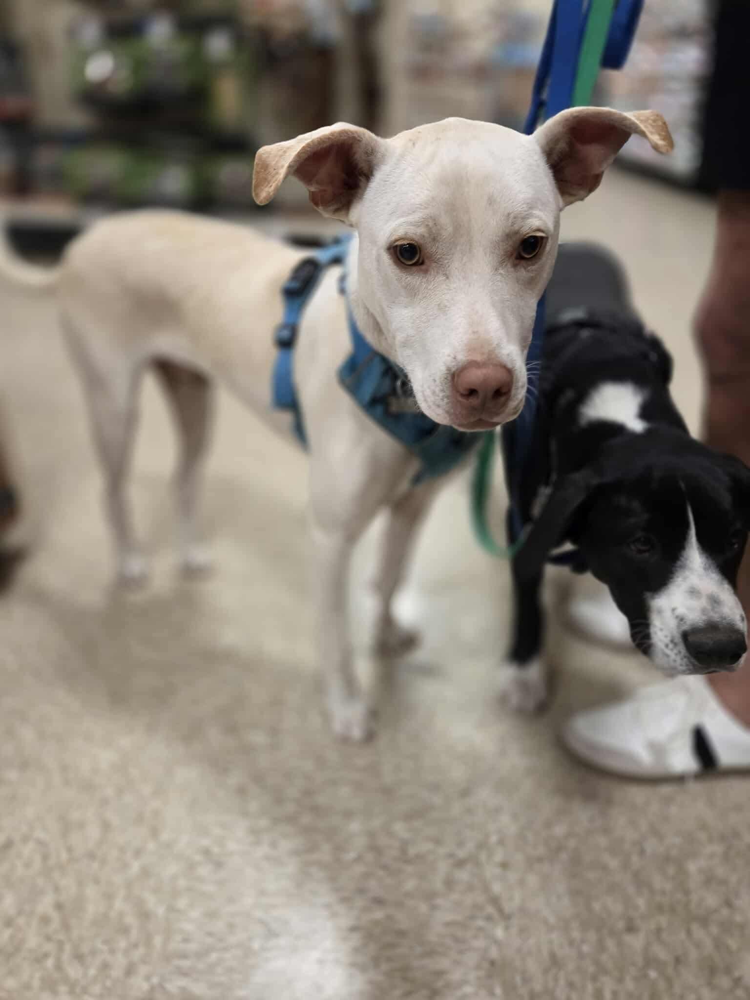 Enlarge Conde, a Adoptable Mixed Breed in Puyallup, WA image 4/6