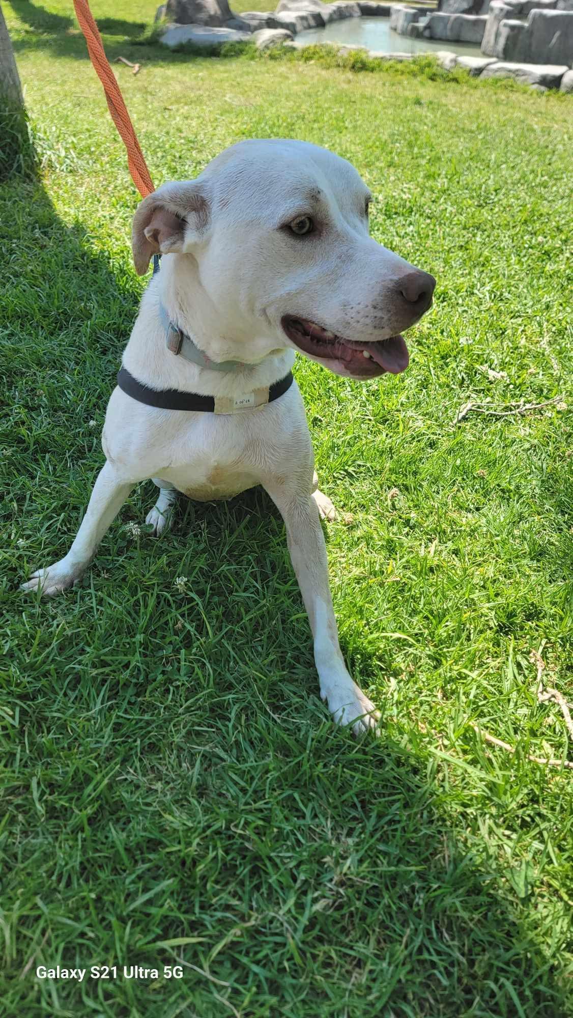 Enlarge Conde, a Adoptable Mixed Breed in Puyallup, WA image 2/6