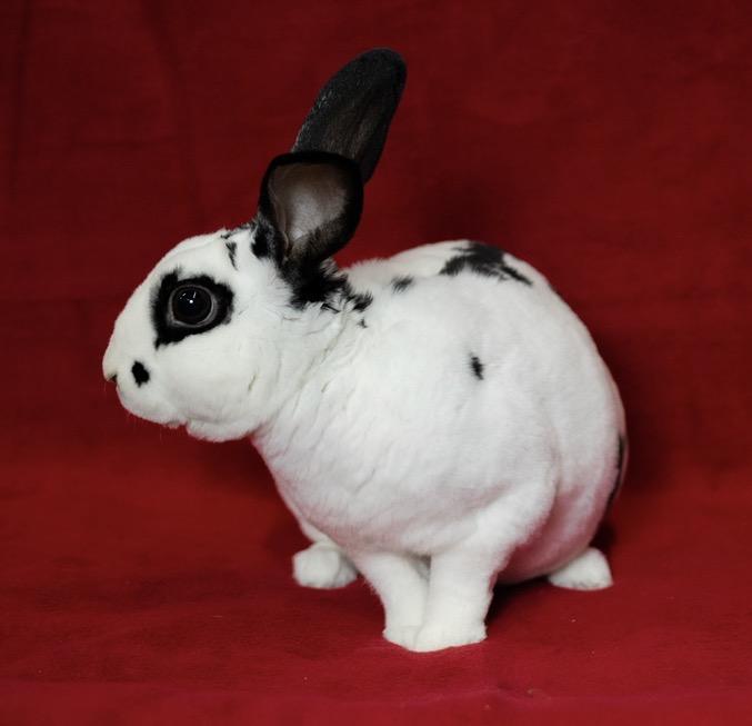 Juicer, ADOPTABLE, Young Male Mini Rex.