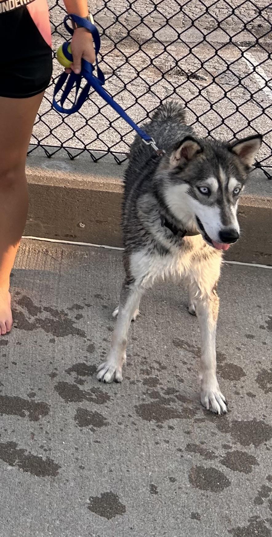 Sapphire, an adopted Husky in Wahoo, NE image 1/2