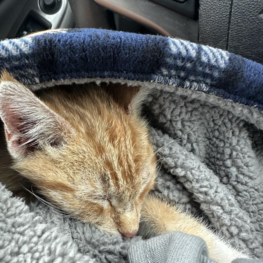 Rubble, Adoptable, Kitten Male Domestic Short Hair.