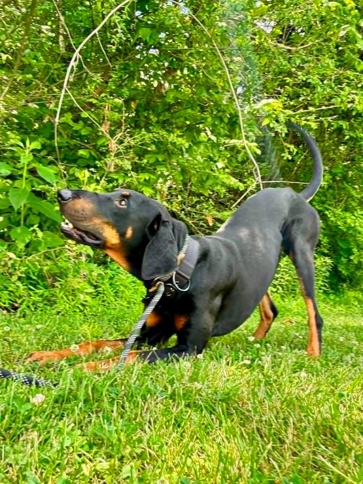 Enlarge Prince, a ADOPTABLE Doberman Pinscher in Waverly, TN image 2/5