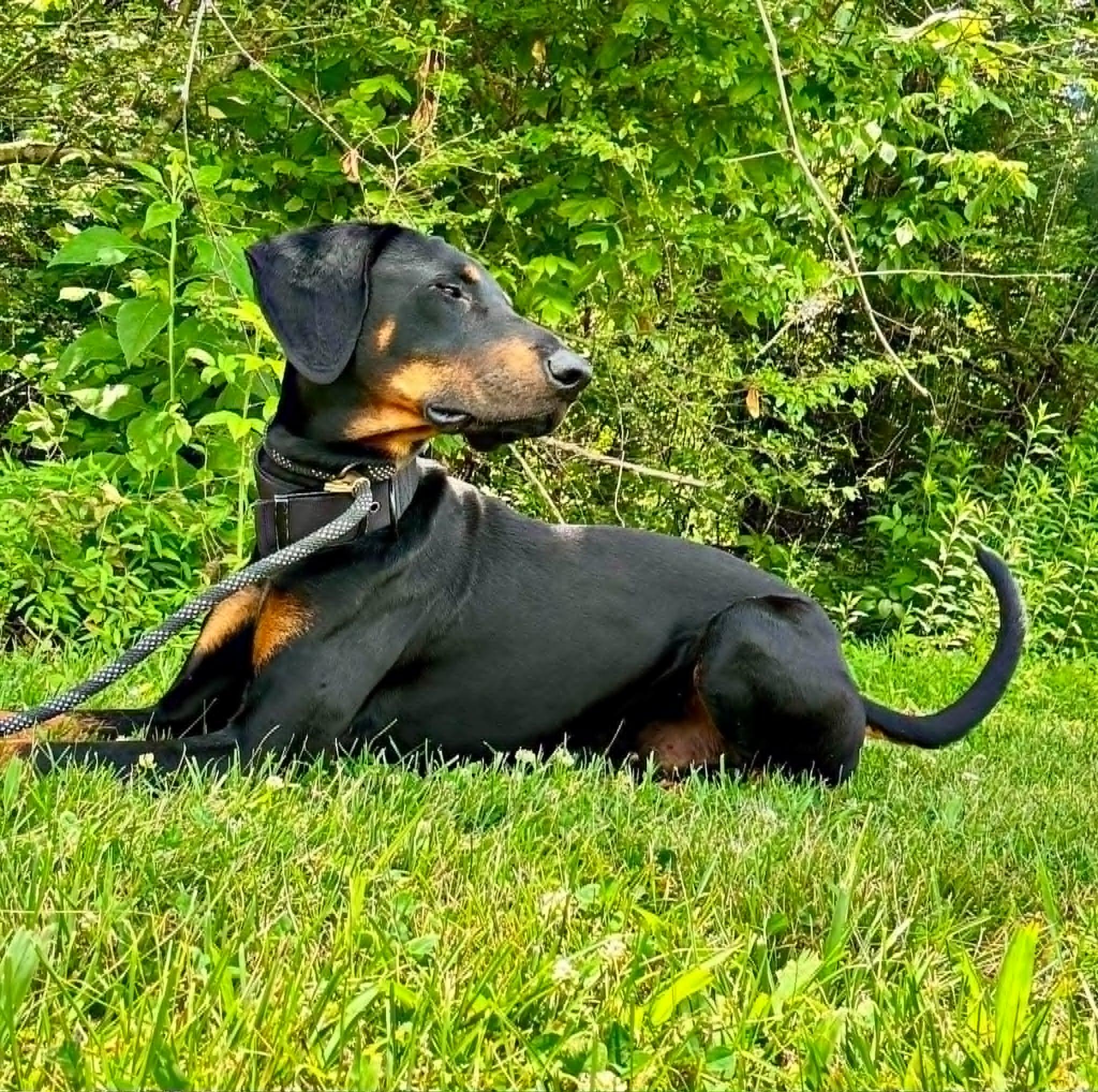 Enlarge Prince, a ADOPTABLE Doberman Pinscher in Waverly, TN image 4/5