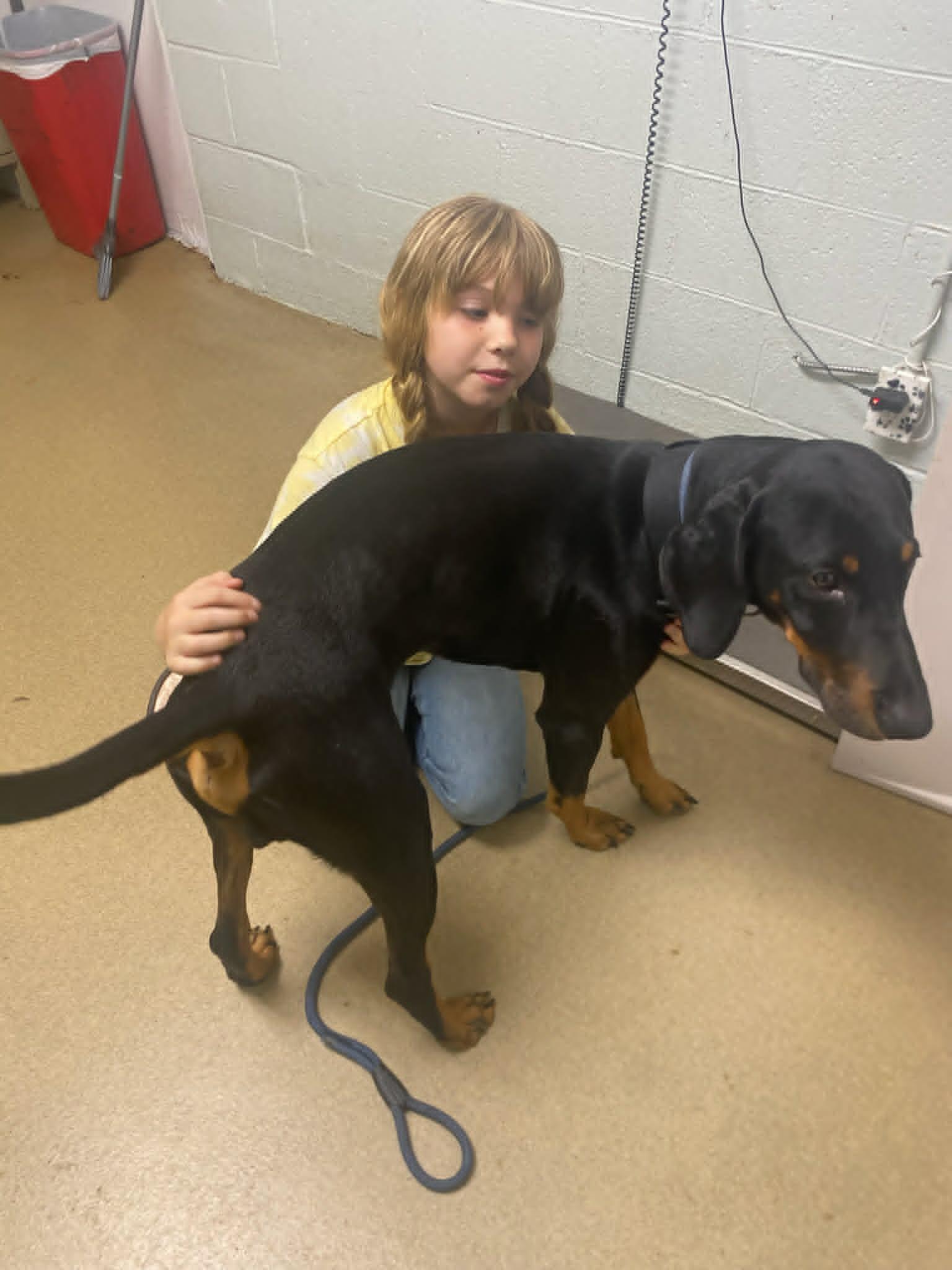 Enlarge Prince, a ADOPTABLE Doberman Pinscher in Waverly, TN image 5/5