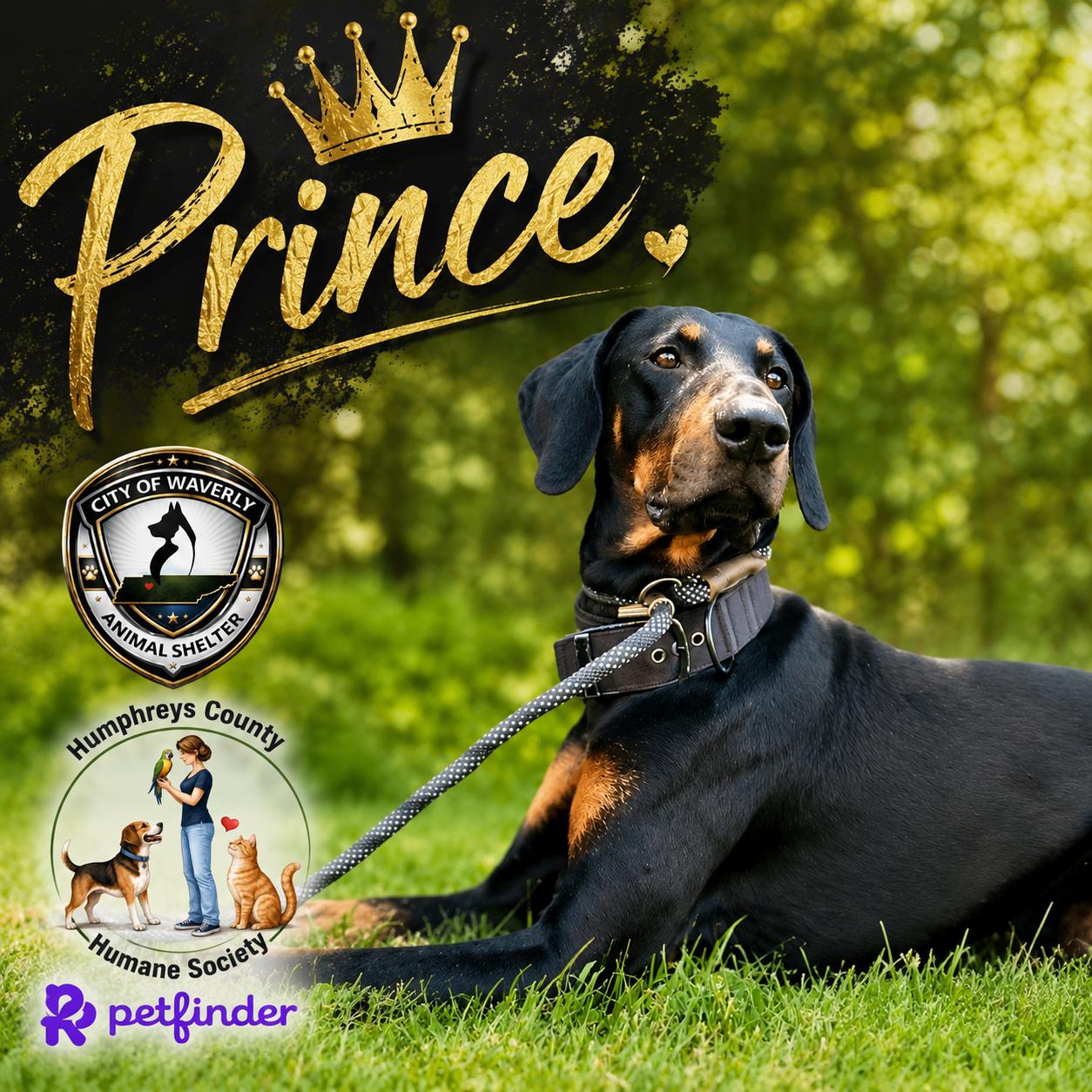 Enlarge Prince, a ADOPTABLE Doberman Pinscher in Waverly, TN image 1/5