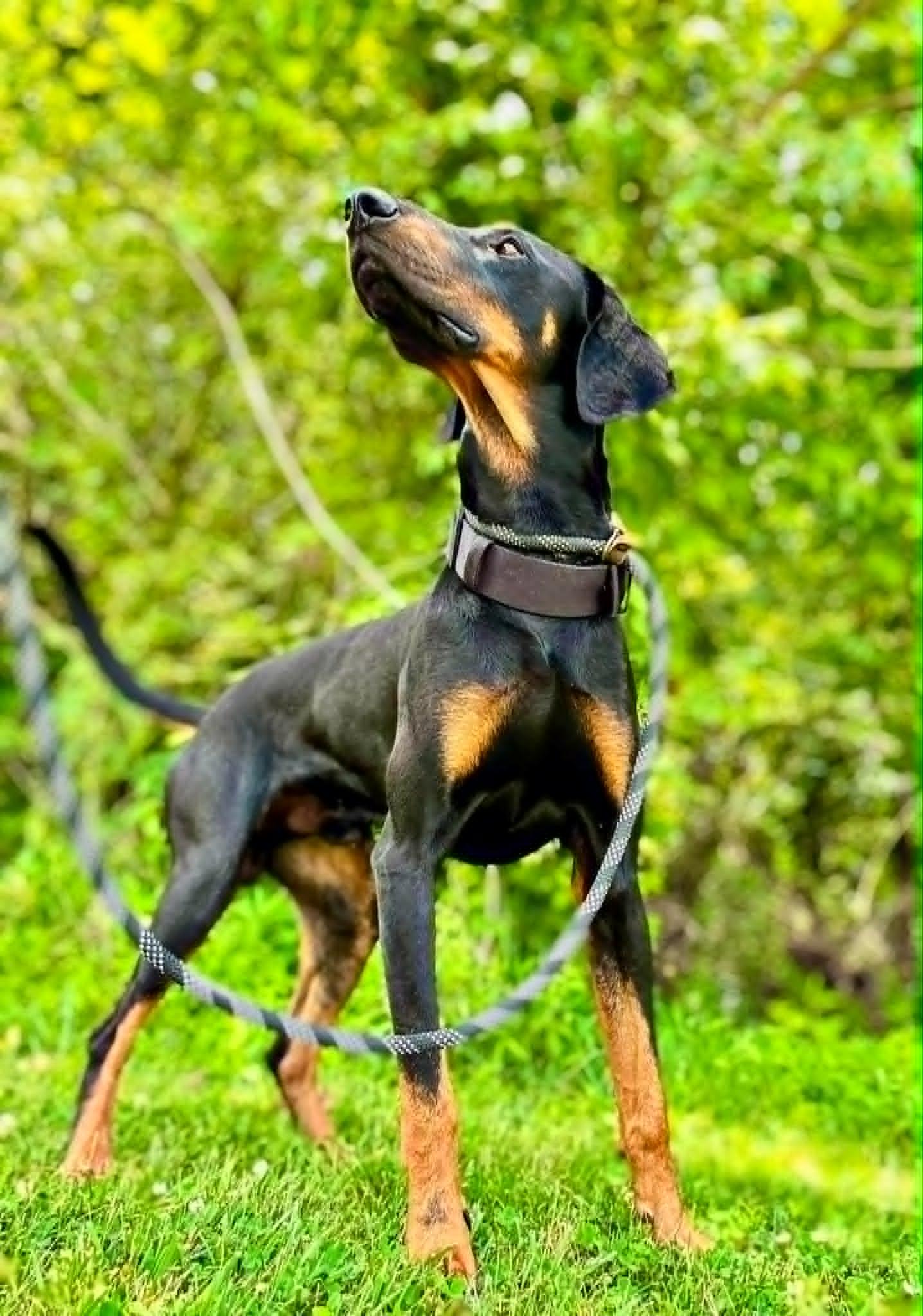 Enlarge Prince, a ADOPTABLE Doberman Pinscher in Waverly, TN image 3/5