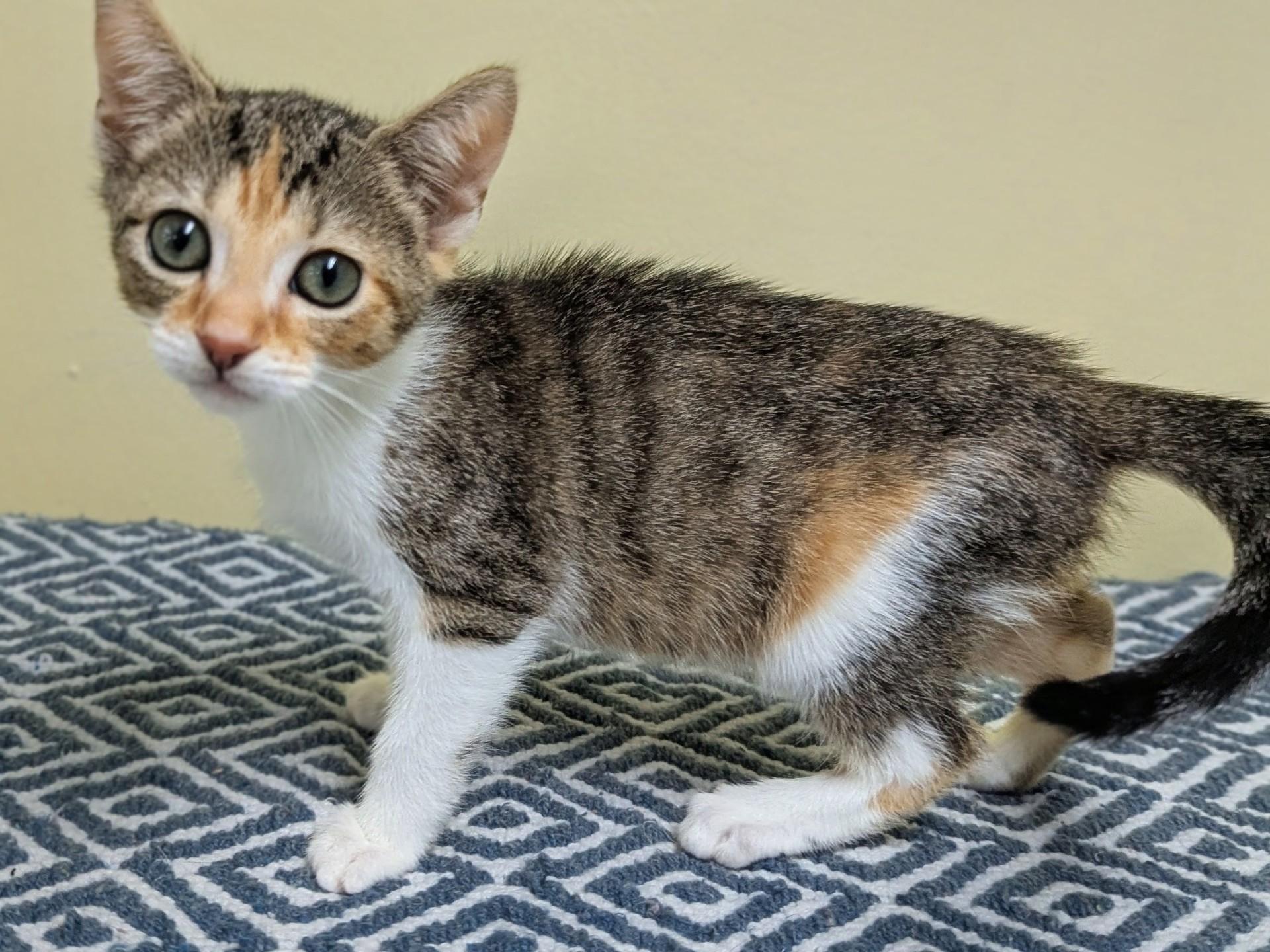 Jane, Adoptable, Kitten Female Domestic Short Hair.