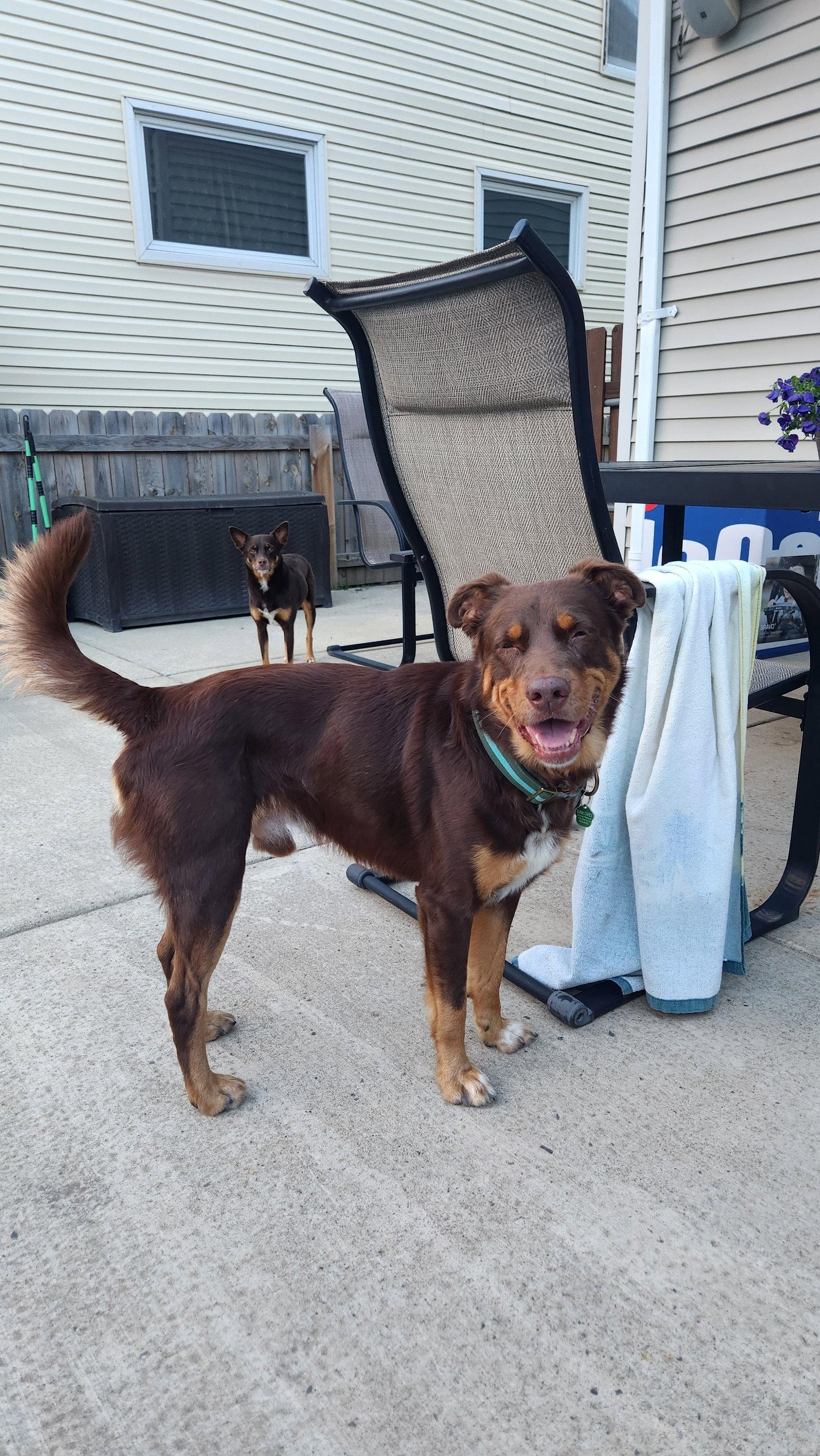 Ricky, Adopted, Adult Male Australian Shepherd.