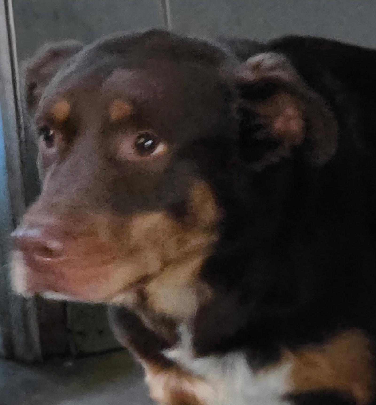 Enlarge Ricky, a Adopted Australian Shepherd in Tonawanda, NY image 2/3