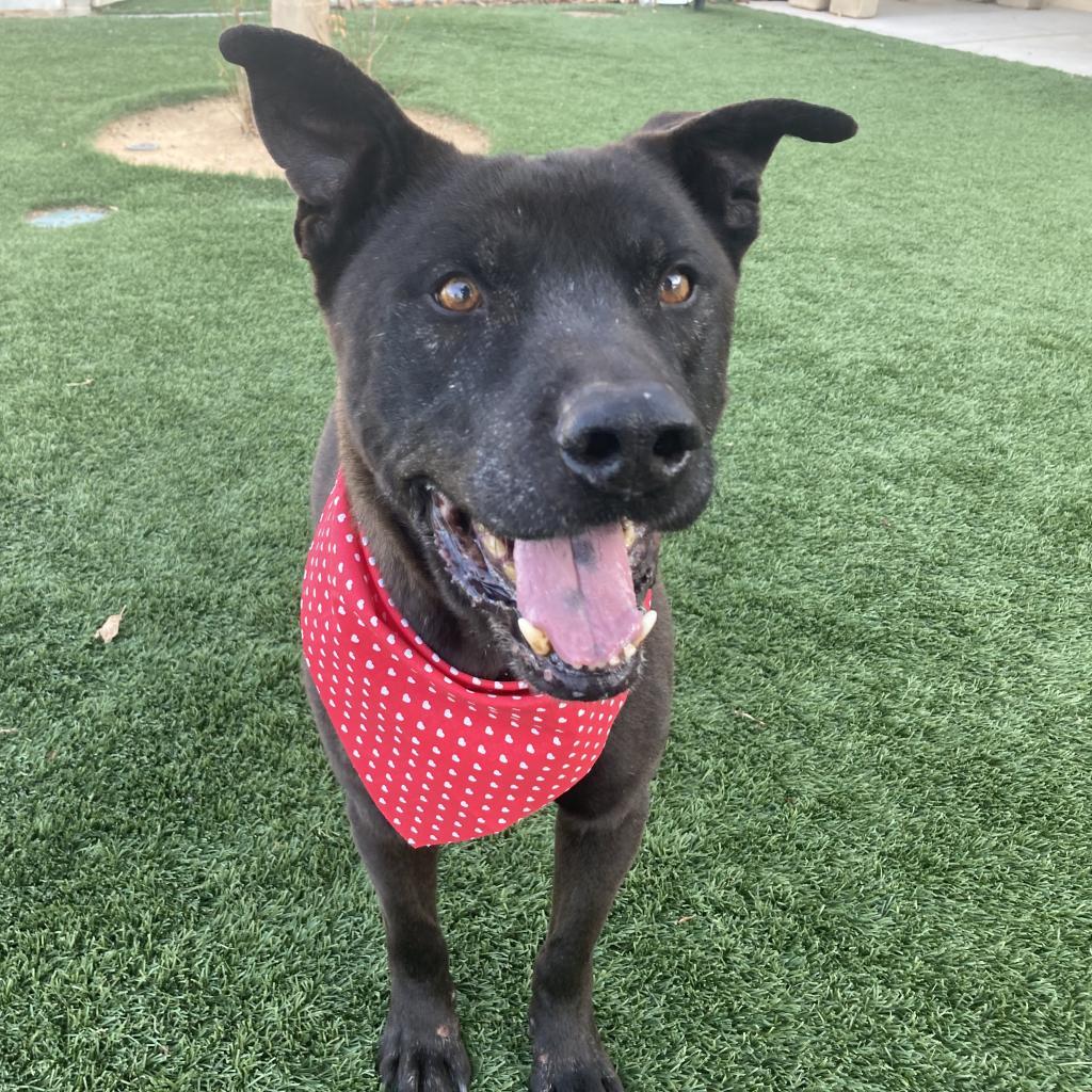 Bruce A5021376, Adoptable, Senior Male Pit Bull Terrier & Chow Chow.