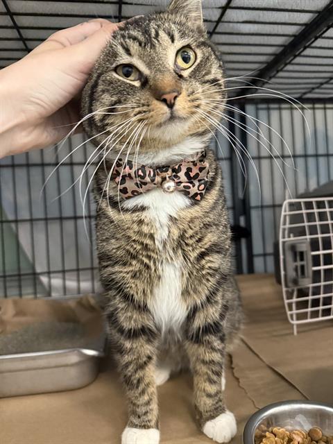 Bowtie, ADOPTABLE, Adult Male Domestic Short Hair.