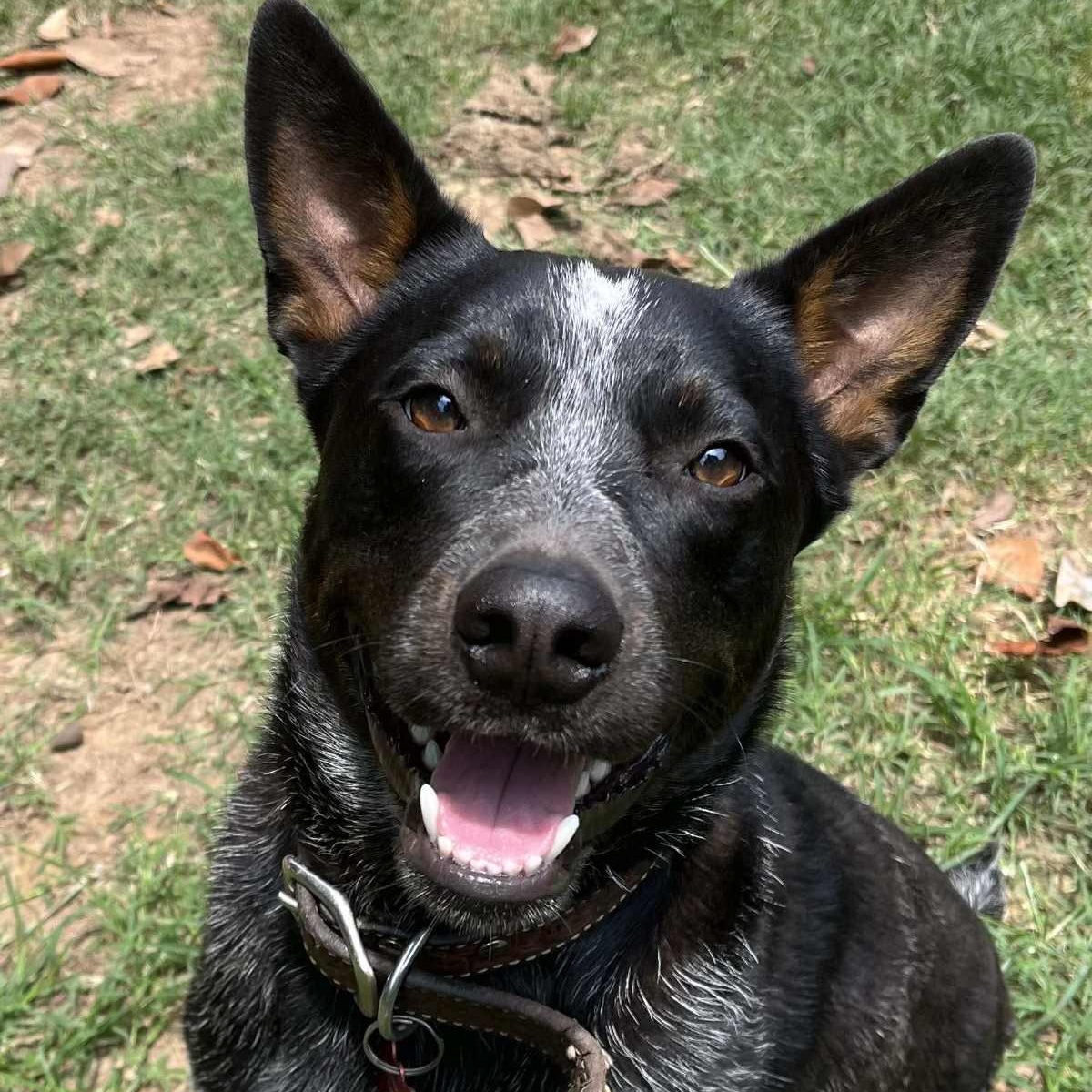 Taz, an adoptable Australian Cattle Dog / Blue Heeler in Bozeman, MT, 59715 | Photo Image 2