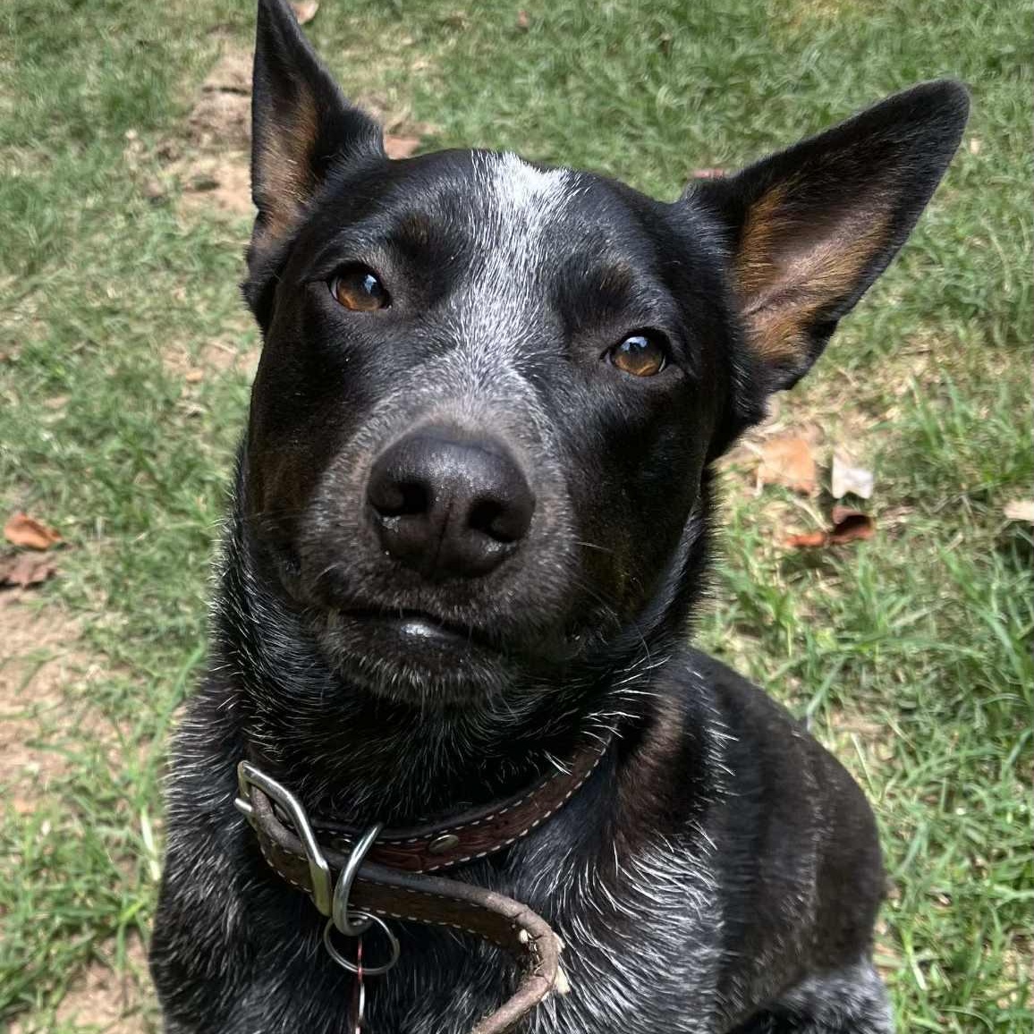 Taz, an adoptable Australian Cattle Dog / Blue Heeler in Bozeman, MT, 59715 | Photo Image 4