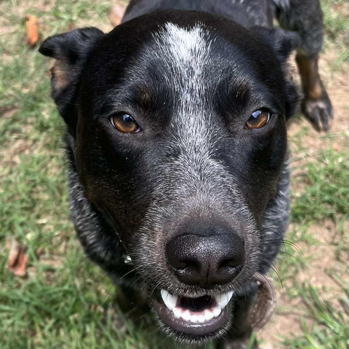 Taz, an adoptable Australian Cattle Dog / Blue Heeler in Bozeman, MT, 59715 | Photo Image 3