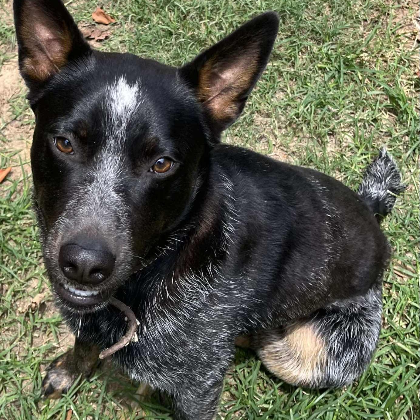 Taz, an adoptable Australian Cattle Dog / Blue Heeler in Bozeman, MT, 59715 | Photo Image 1
