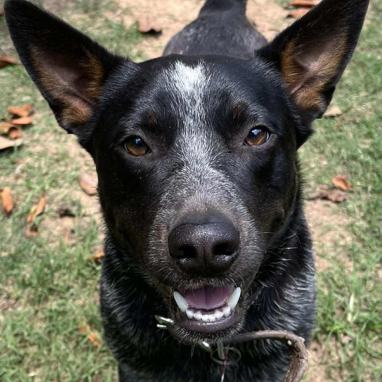 Taz, an adoptable Australian Cattle Dog / Blue Heeler in Bozeman, MT, 59715 | Photo Image 5