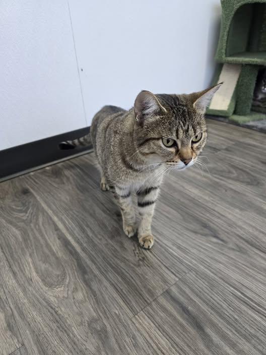 Alys, Adopted, Adult Female Domestic Short Hair.