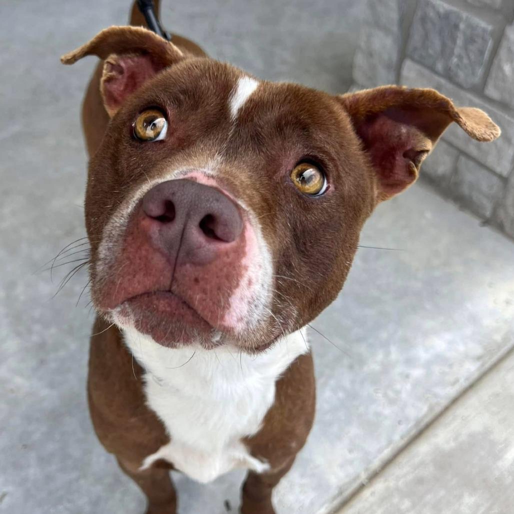 Buster, Adoptable, Adult Male Terrier.