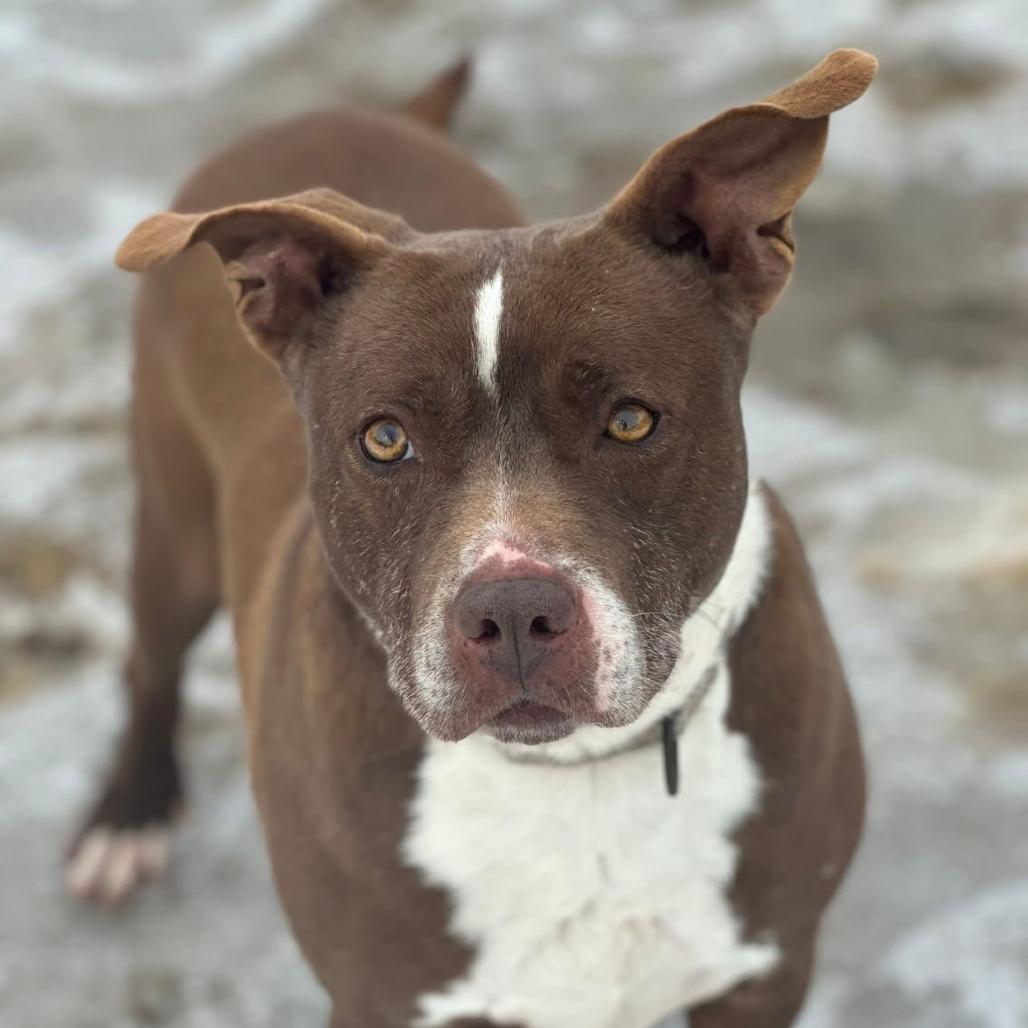 Enlarge Buster, a Adoptable mixed breed in Marshall, TX image 2/4