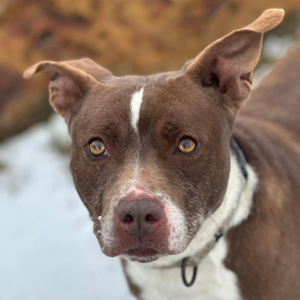 Enlarge Buster, a Adoptable mixed breed in Marshall, TX image 3/4