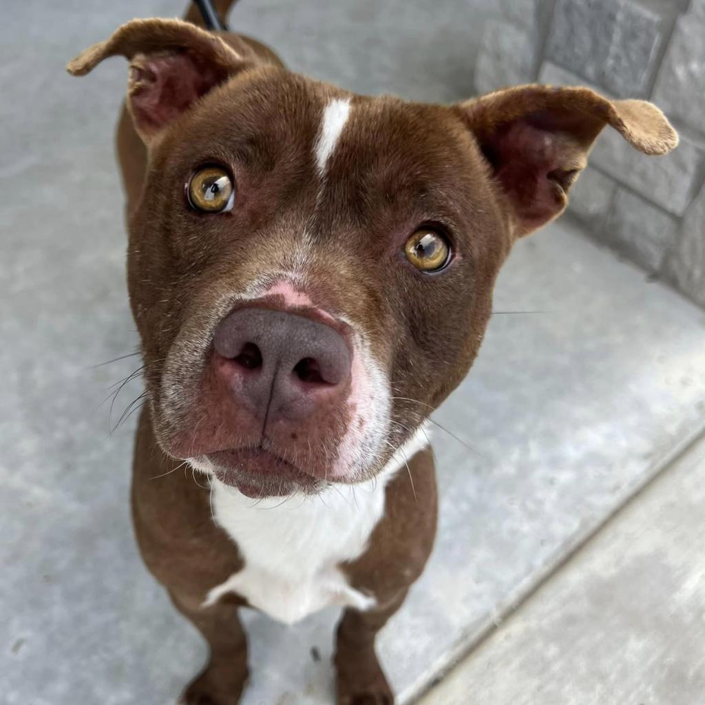 Enlarge Buster, a Adoptable Terrier in Marshall, TX image 2/2