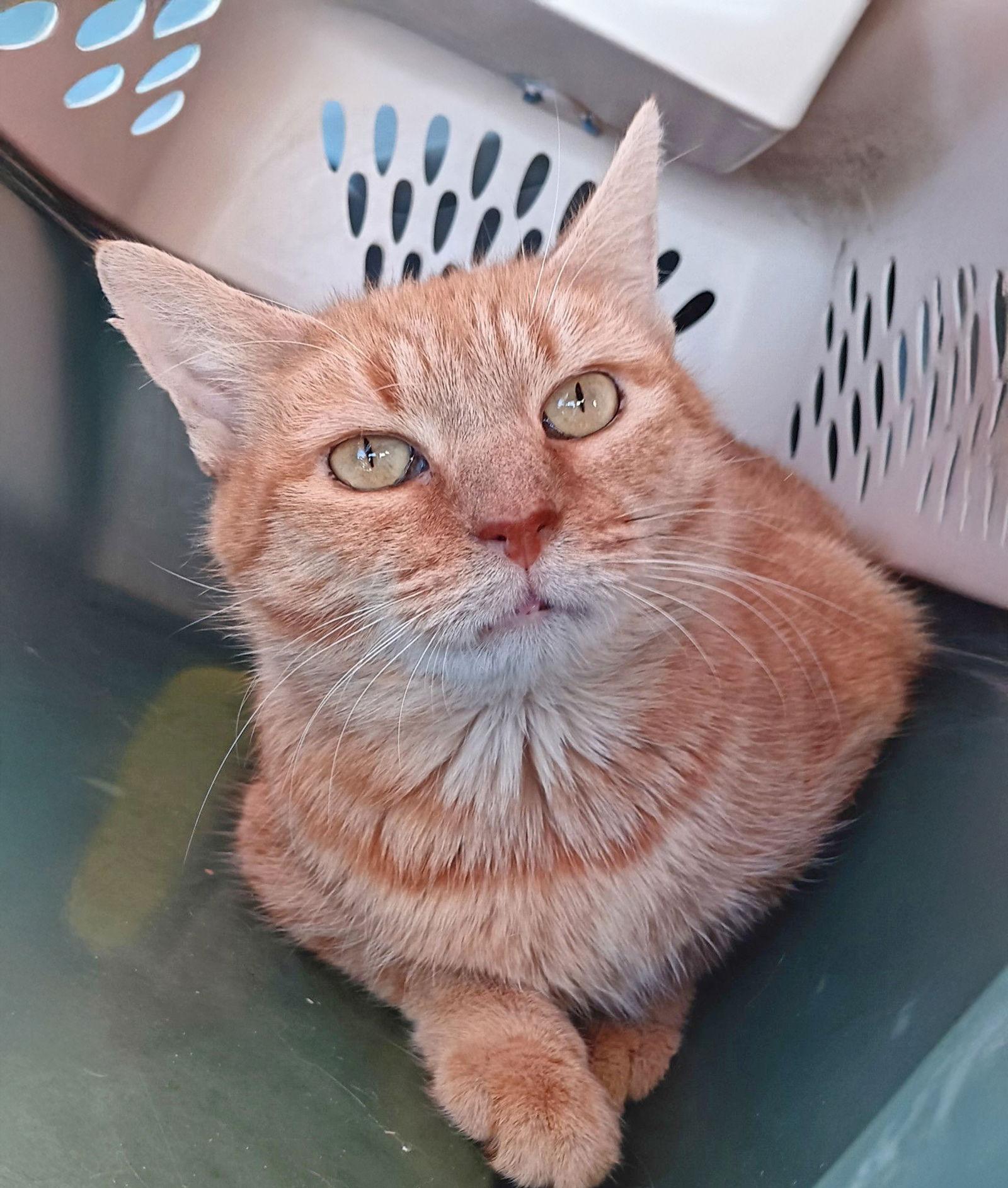 *Aquafina, Adoptable, Adult Female Domestic Short Hair.