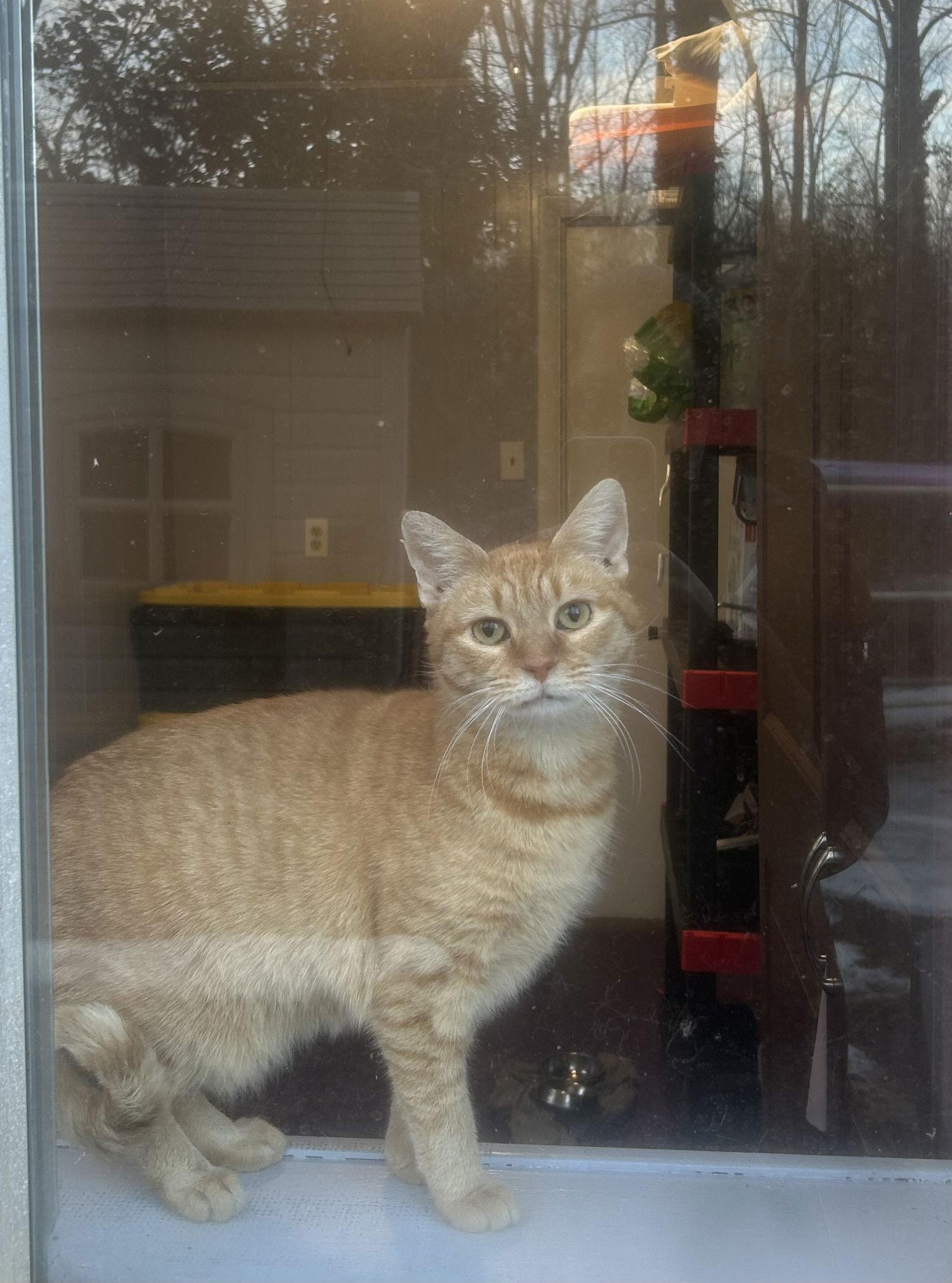 Enlarge *Aquafina, a Adoptable Domestic Short Hair in Forest, VA image 2/3