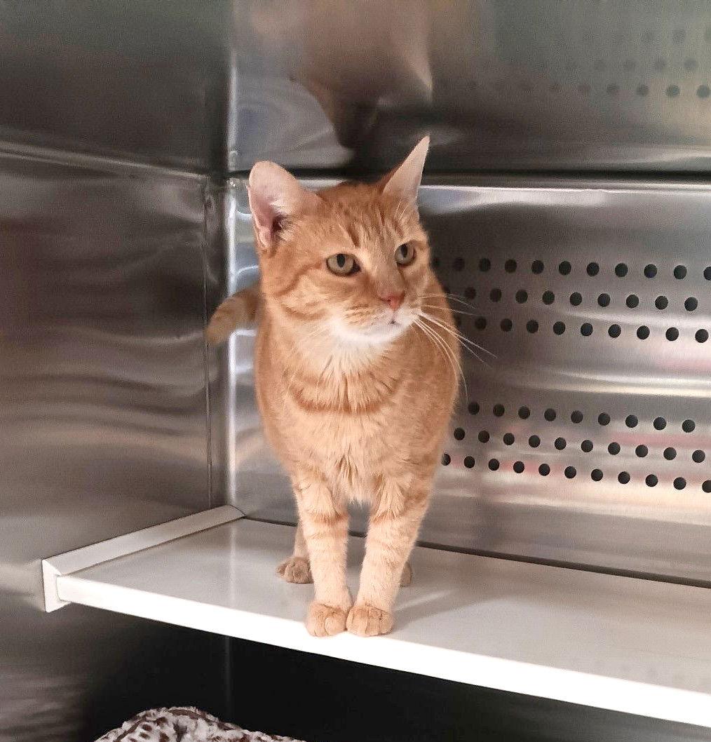 Enlarge *Aquafina, a Adoptable Domestic Short Hair in Forest, VA image 3/3