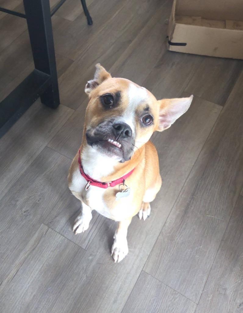 Sloth, Adoptable, Puppy Female Mixed Breed.
