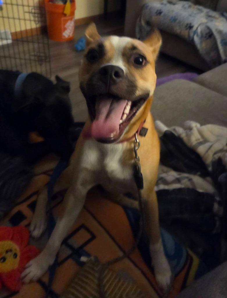 Enlarge Sloth, a Adoptable mixed breed in Fond Du Lac, WI image 2/5