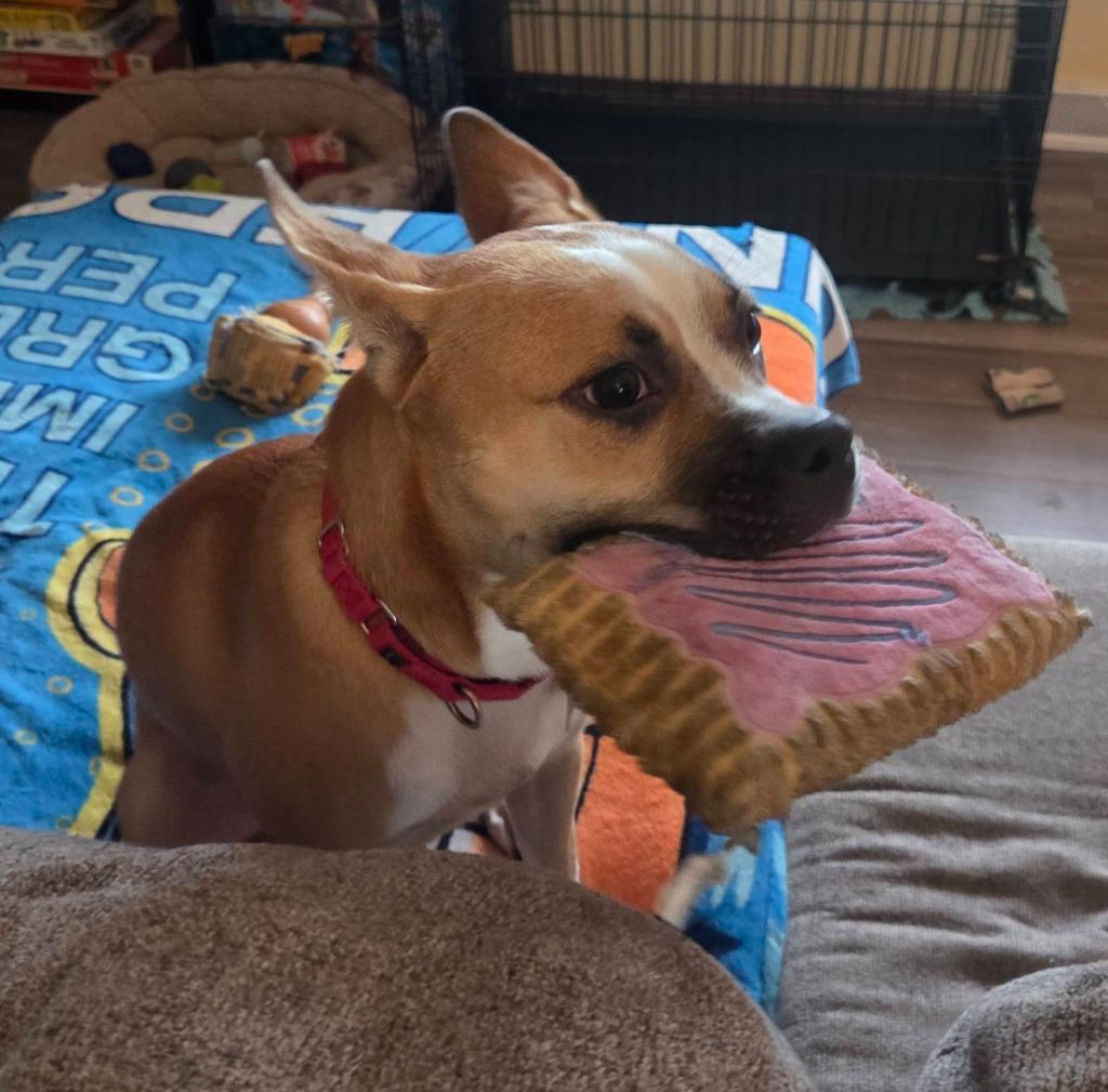 Enlarge Sloth, a Adoptable mixed breed in Fond Du Lac, WI image 3/5