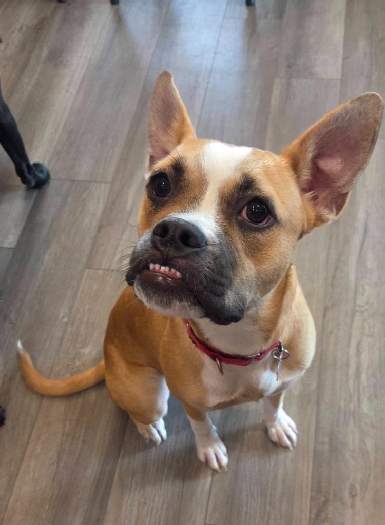 Enlarge Sloth, a Adoptable mixed breed in Fond Du Lac, WI image 5/5