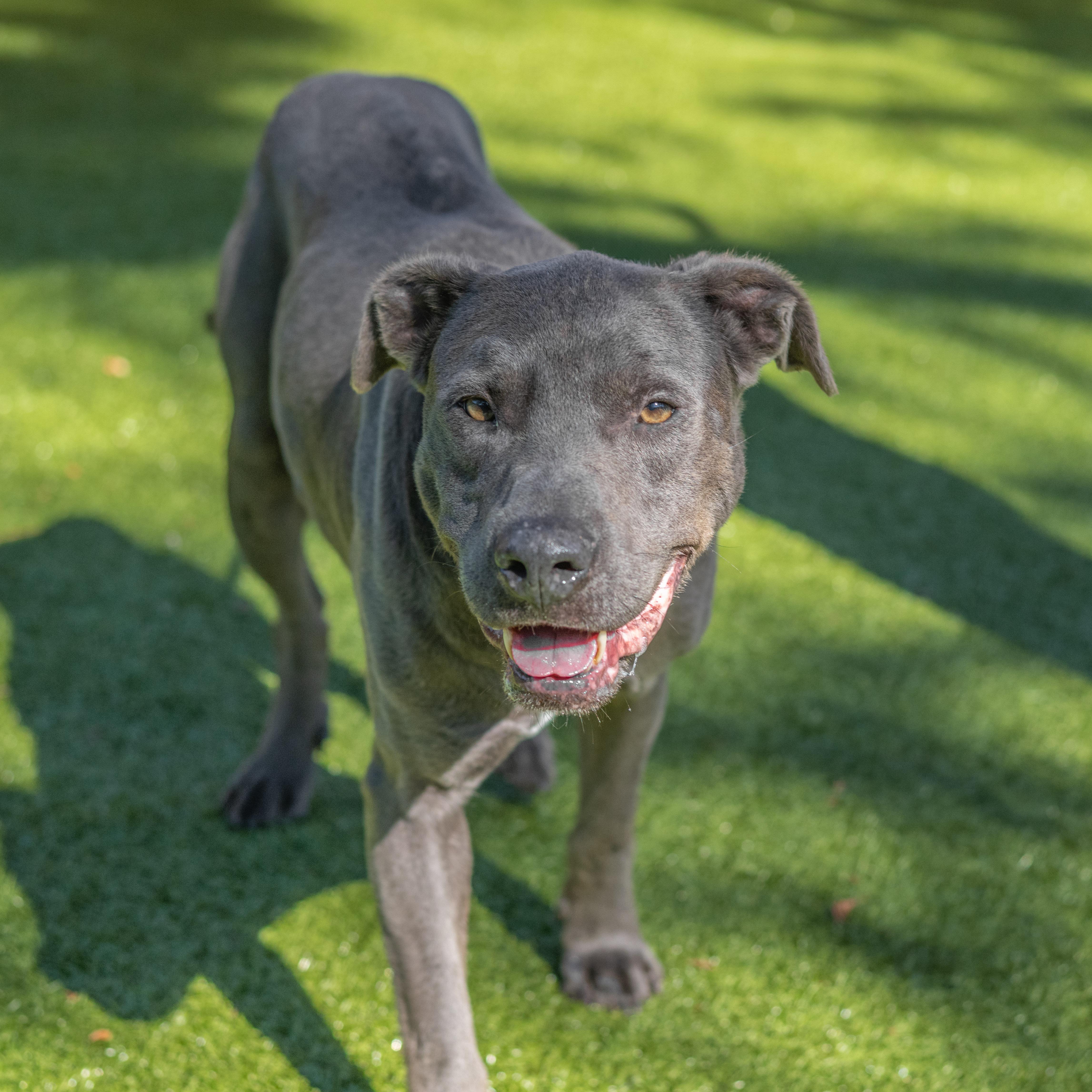 Douglas, a Adoptable mixed breed in Hilton Head Island, SC image 1/3