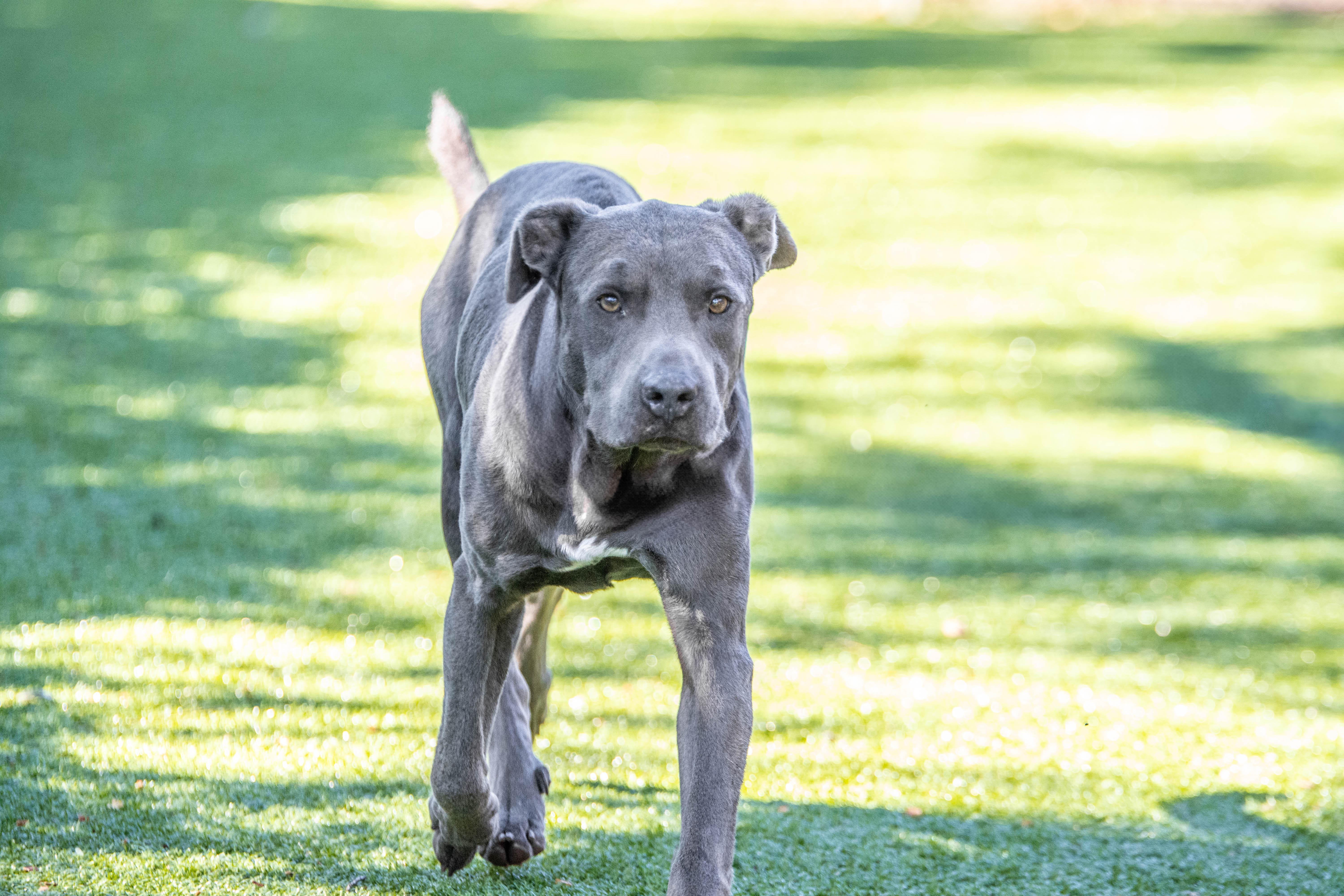 Douglas, a Adoptable mixed breed in Hilton Head Island, SC image 2/3