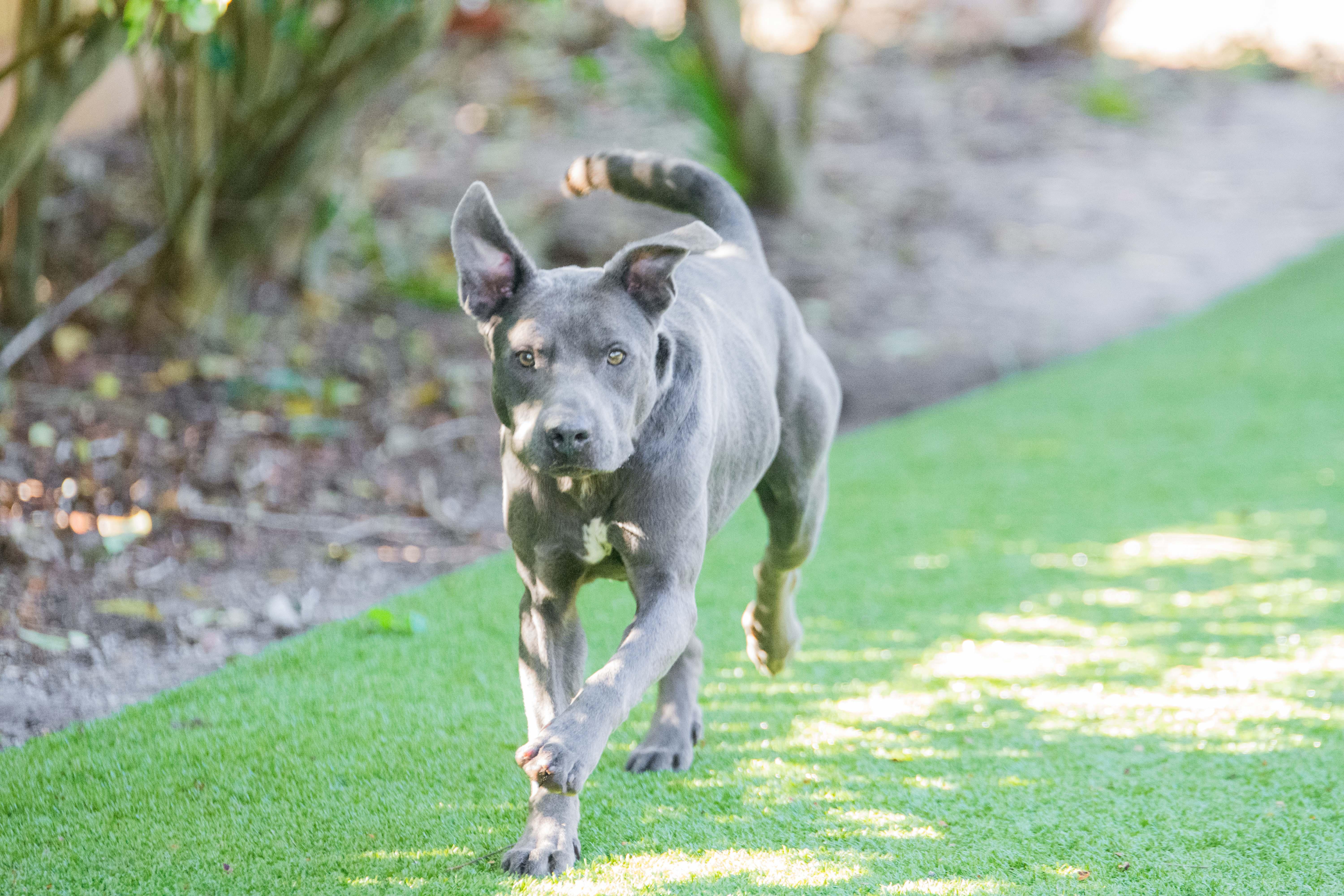 Douglas, a Adoptable mixed breed in Hilton Head Island, SC image 3/3