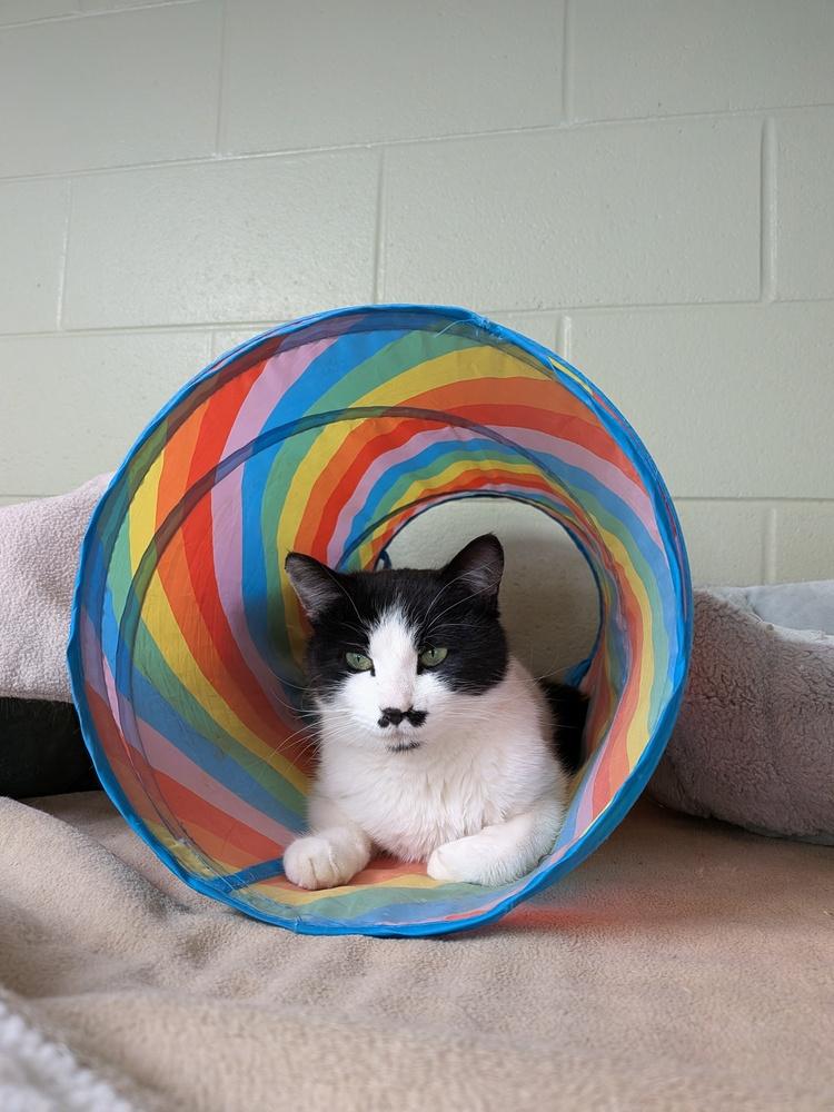 Fish, Adoptable, Young Female Domestic Medium Hair.