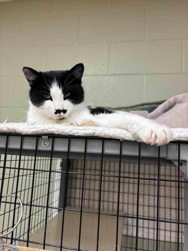 Enlarge Fish, a Adoptable Domestic Medium Hair in Kalamazoo, MI image 3/3