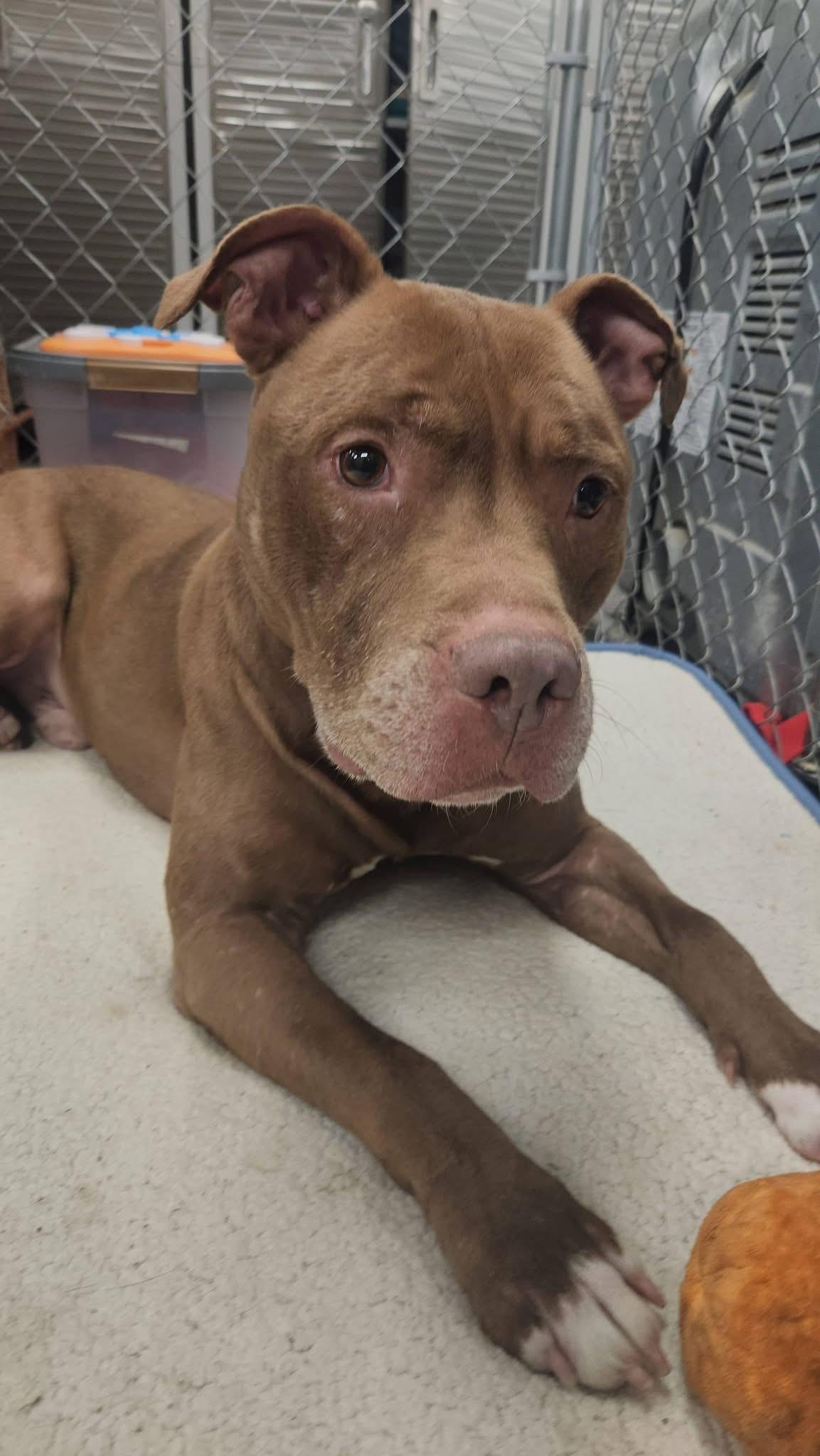 Reese, ADOPTABLE, Senior Male Pit Bull Terrier.