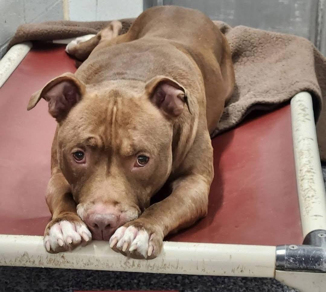 Reese, a ADOPTABLE Pit Bull Terrier in North Huntingdon, PA image 3/3