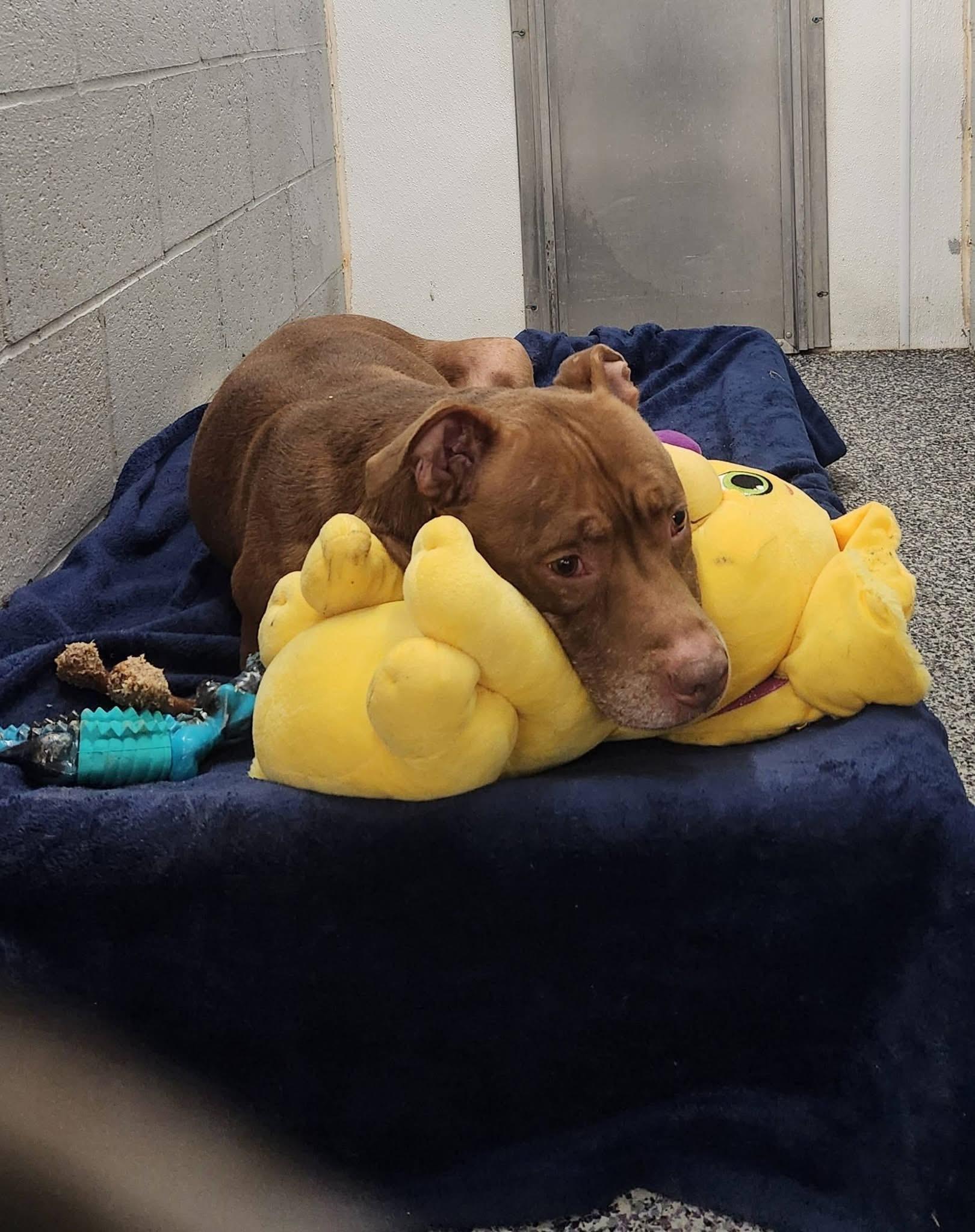 Reese, a ADOPTABLE Pit Bull Terrier in North Huntingdon, PA image 2/3