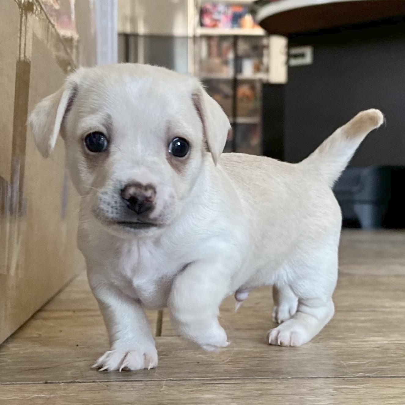 Enlarge Casper, a Adoptable mixed breed in Sun Valley, CA image 1/5