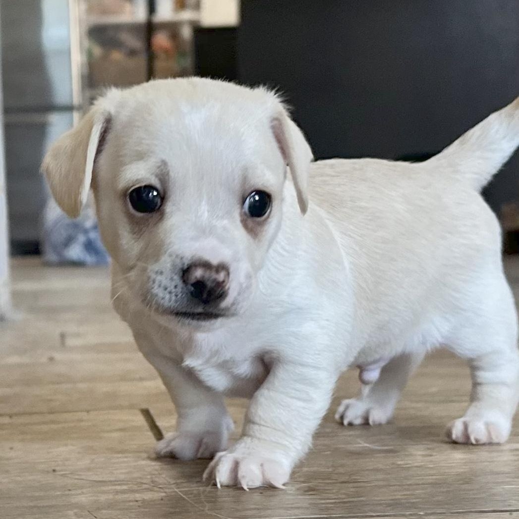 Enlarge Casper, a Adoptable mixed breed in Sun Valley, CA image 4/5