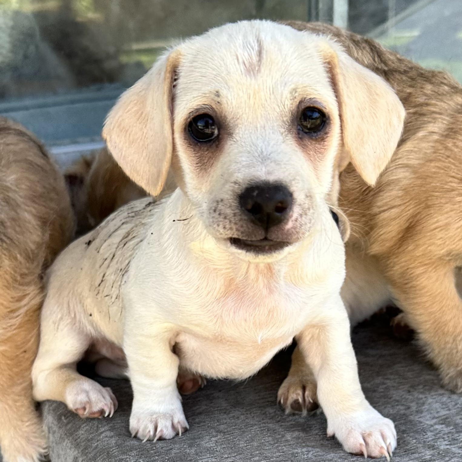 Enlarge Casper, a Adoptable mixed breed in Sun Valley, CA image 2/5