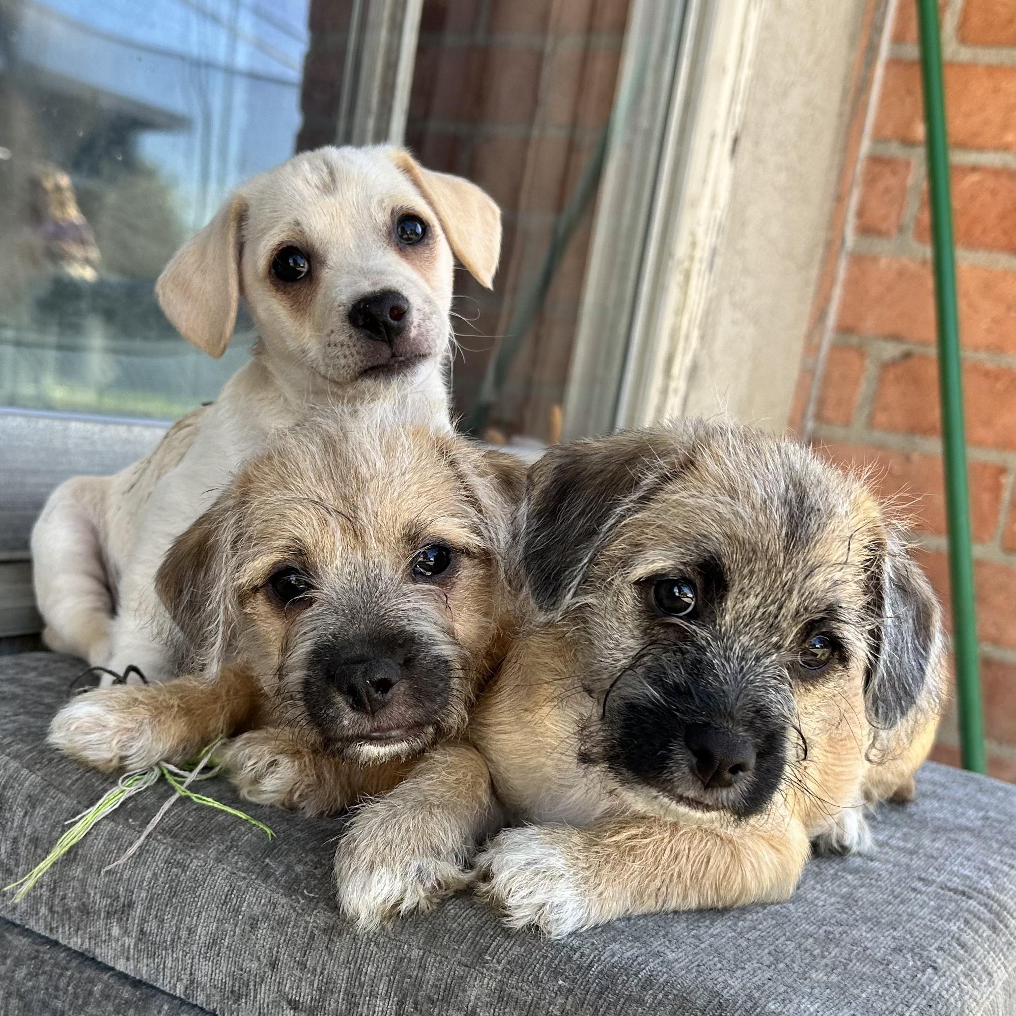 Enlarge Casper, a Adoptable mixed breed in Sun Valley, CA image 3/5
