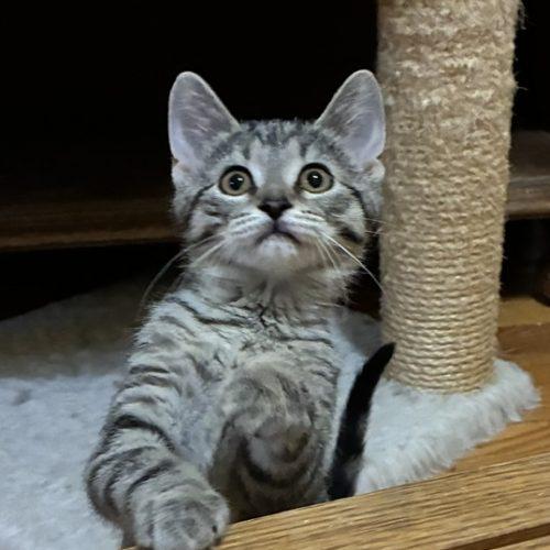 Anya, Adoptable, Kitten Female Domestic Short Hair.
