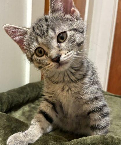 Anya, a Adoptable Domestic Short Hair in Kenosha, WI image 2/4
