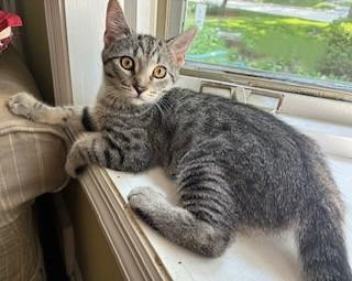 Anya, a Adoptable Domestic Short Hair in Kenosha, WI image 3/4
