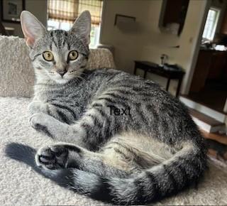 Anya, a Adoptable Domestic Short Hair in Kenosha, WI image 4/4